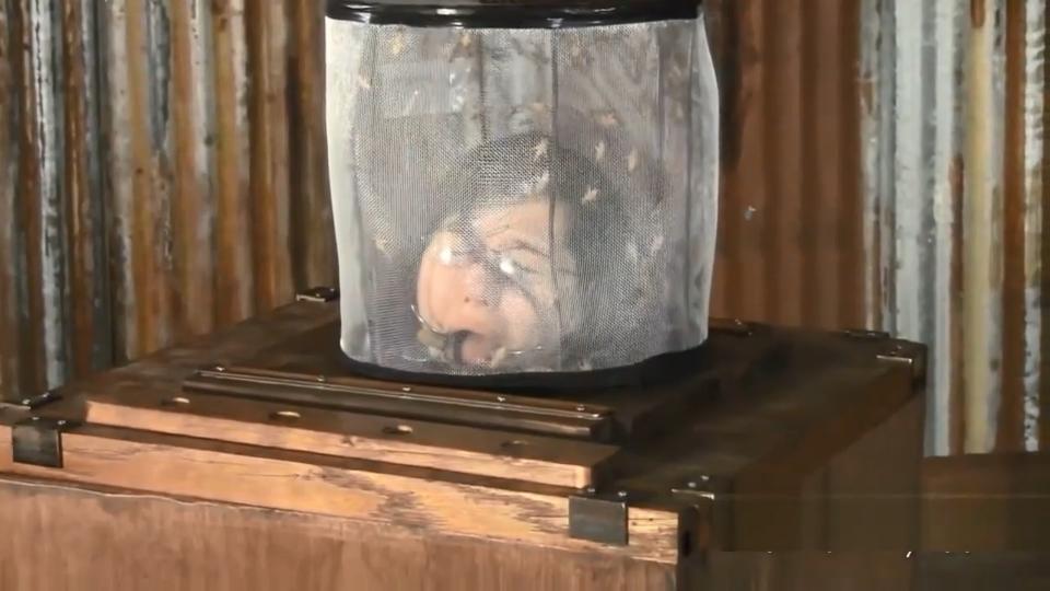 ITA - Naomi 2 Crickets Naomi is locked in a wooden box with her head trapped with crickets.<br>[Hidden text revealed]https://www.clips4sale.com/studio/19336/[Hidden text revealed]